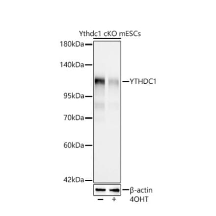 Western Blot - Anti-YTHDC1 Antibody [ARC66394] (A329970) - Antibodies.com