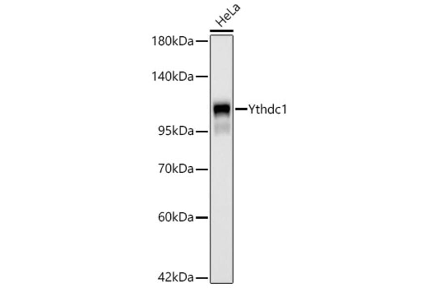 Western Blot - Anti-YTHDC1 Antibody [ARC66394] (A329970) - Antibodies.com