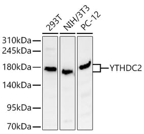 Western Blot - Anti-YTHDC2 Antibody (A329971) - Antibodies.com