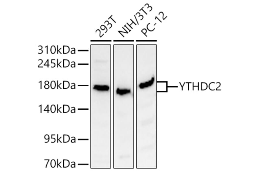 Western Blot - Anti-YTHDC2 Antibody (A329971) - Antibodies.com