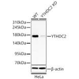 Western Blot - Anti-YTHDC2 Antibody (A329971) - Antibodies.com