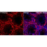 Immunofluorescence - Anti-YTHDC2 Antibody (A329971) - Antibodies.com