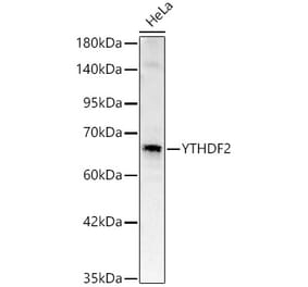 Western Blot - Anti-YTHDF2 Antibody (A329972) - Antibodies.com