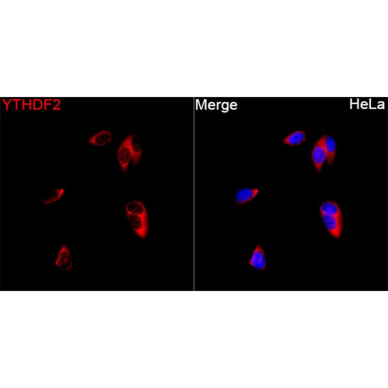 Immunofluorescence - Anti-YTHDF2 Antibody (A329972) - Antibodies.com