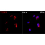 Immunofluorescence - Anti-YTHDF2 Antibody (A329972) - Antibodies.com