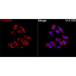 Immunofluorescence - Anti-YTHDF2 Antibody (A329972) - Antibodies.com