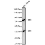Western Blot - Anti-ZIP8 Antibody (A329978) - Antibodies.com