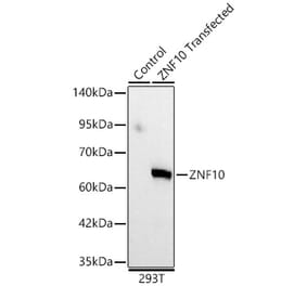 Western Blot - Anti-ZNF10 Antibody (A329979) - Antibodies.com