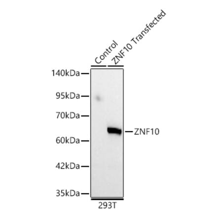 Western Blot - Anti-ZNF10 Antibody (A329979) - Antibodies.com