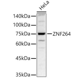 Western Blot - Anti-ZNF264 Antibody (A329980) - Antibodies.com