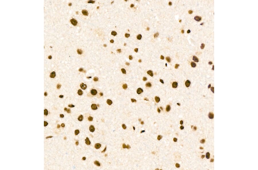 Immunohistochemistry - Anti-ZNF324 Antibody (A329982) - Antibodies.com