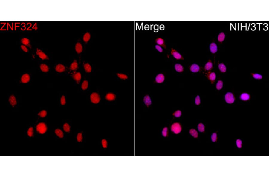 Immunofluorescence - Anti-ZNF324 Antibody (A329982) - Antibodies.com