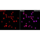 Immunofluorescence - Anti-ZNF324 Antibody (A329982) - Antibodies.com
