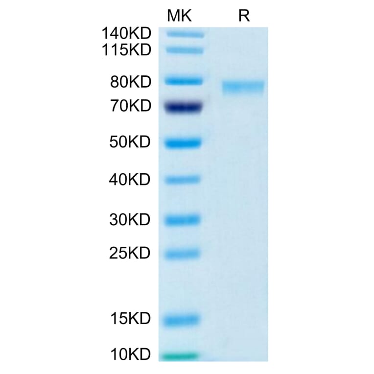 Tris-Bis PAGE - Recombinant Human 4-1BBL Protein (Biotin) (N-terminal monomeric Human Fc Tag) (A330056) - Antibodies.com