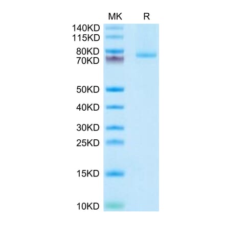 Tris-Bis PAGE - Recombinant Human 4-1BBL Protein (N-terminal monomeric Human Fc Tag) (A330057) - Antibodies.com
