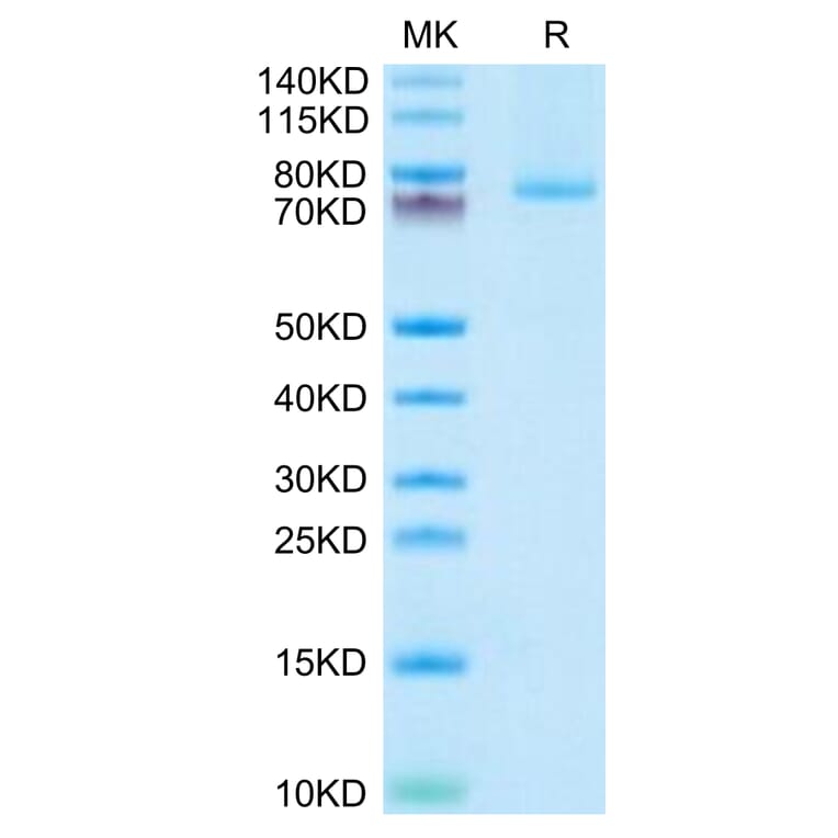 Tris-Bis PAGE - Recombinant Human 4-1BBL Protein (N-terminal monomeric Human Fc Tag) (A330057) - Antibodies.com