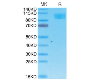 Tris-Bis PAGE - Recombinant Cynomolgus macaque ACE2 Protein (C-terminal His and Avi Tag) (A330066) - Antibodies.com