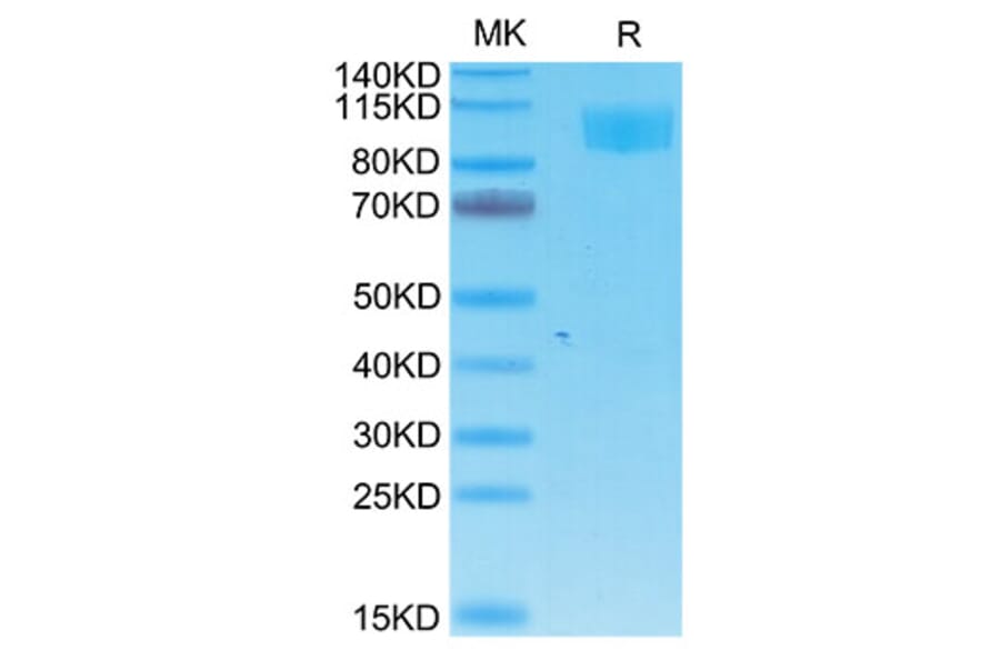 Tris-Bis PAGE - Recombinant Cynomolgus macaque ACE2 Protein (C-terminal His and Avi Tag) (A330066) - Antibodies.com