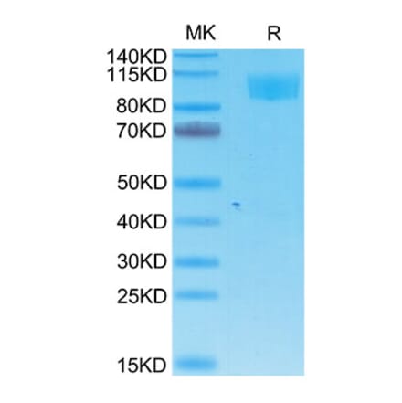 Tris-Bis PAGE - Recombinant Cynomolgus macaque ACE2 Protein (C-terminal His and Avi Tag) (A330066) - Antibodies.com
