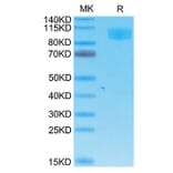 Tris-Bis PAGE - Recombinant Cynomolgus macaque ACE2 Protein (C-terminal His and Avi Tag) (A330066) - Antibodies.com