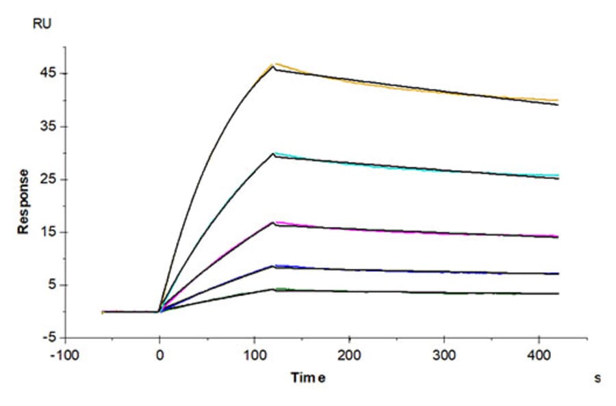 SPR Assay - Recombinant Human ACE2 Protein (C-terminal His and Avi Tag) (A330067) - Antibodies.com