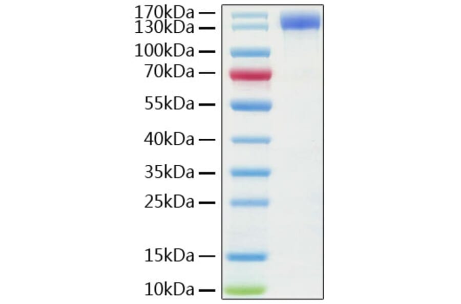 SDS-PAGE - Recombinant Human ACE2 Protein (C-terminal Human Fc Tag) (A330069) - Antibodies.com