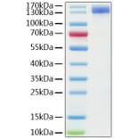 SDS-PAGE - Recombinant Human ACE2 Protein (C-terminal Human Fc Tag) (A330069) - Antibodies.com