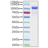 SDS-PAGE - Recombinant Human AGO1 Protein (N-terminal His Tag) (A330079) - Antibodies.com