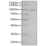 SDS-PAGE - Recombinant Human AGO3 Protein (N-terminal His Tag) (A330080) - Antibodies.com