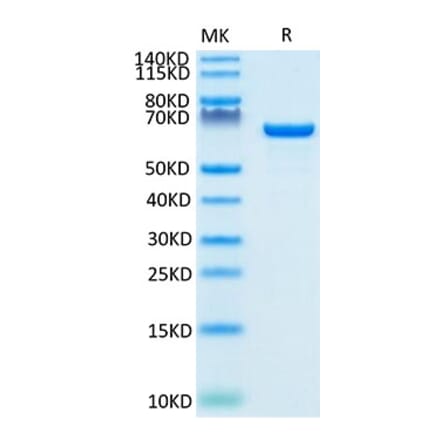 Tris-Bis PAGE - Recombinant Human Albumin Protein (Biotin) (C-terminal His and Avi Tag) (A330082) - Antibodies.com