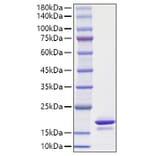 SDS-PAGE - Recombinant Human alpha Synuclein Protein (A330090) - Antibodies.com