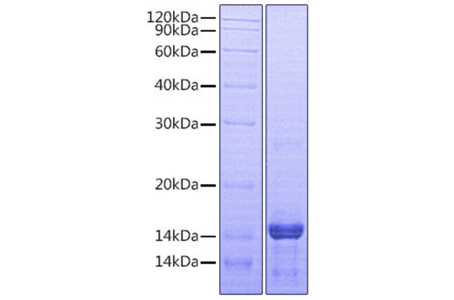 SDS-PAGE - Recombinant Human Amphiregulin Protein (A330095) - Antibodies.com