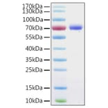 SDS-PAGE - Recombinant Human Annexin A6 Protein (C-terminal His Tag) (A330110) - Antibodies.com