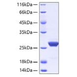 SDS-PAGE - Recombinant Human ApoA1 Protein (A330114) - Antibodies.com