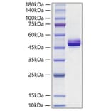 SDS-PAGE - Recombinant Human APOA4 Protein (C-terminal His Tag) (A330115) - Antibodies.com