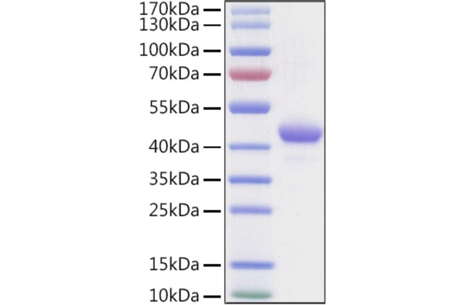 SDS-PAGE - Recombinant Human Apolipoprotein A II Protein (C-terminal Human Fc and Avi Tag) (A330118) - Antibodies.com