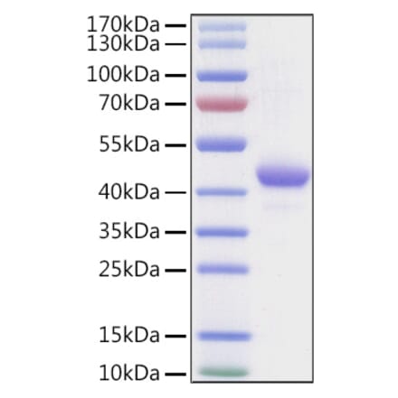 SDS-PAGE - Recombinant Human Apolipoprotein A II Protein (C-terminal Human Fc and Avi Tag) (A330118) - Antibodies.com