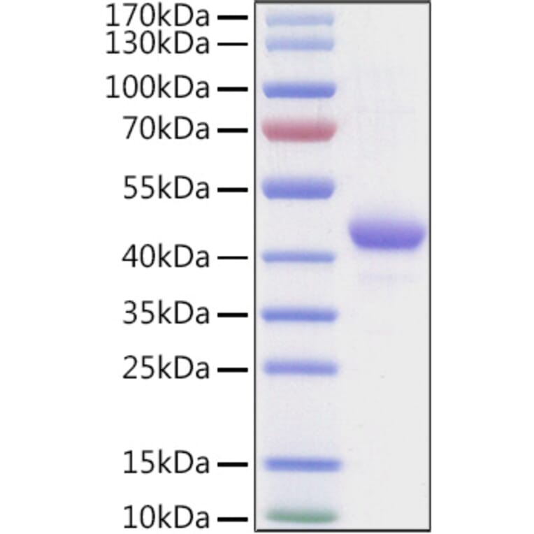 SDS-PAGE - Recombinant Human Apolipoprotein A II Protein (C-terminal Human Fc and Avi Tag) (A330118) - Antibodies.com