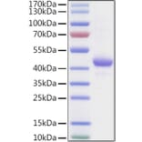 SDS-PAGE - Recombinant Human Apolipoprotein A II Protein (C-terminal Human Fc and Avi Tag) (A330118) - Antibodies.com