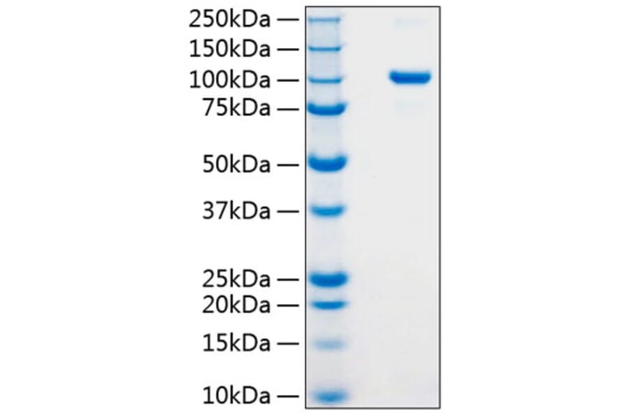 SDS-PAGE - Recombinant Human Argonaute 2 Protein (N-terminal His Tag) (A330121) - Antibodies.com