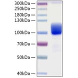 SDS-PAGE - Recombinant Human Axl Protein (C-terminal Human Fc and His Tag) (A330125) - Antibodies.com