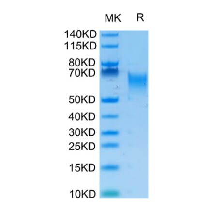 Tris-Bis PAGE - Recombinant Human B7-H2 Protein (Biotin) (C-terminal His and Avi Tag) (A330128) - Antibodies.com