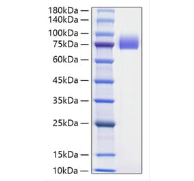 SDS-PAGE - Recombinant Human B7-H2 Protein (N-terminal Human Fc Tag) (A330129) - Antibodies.com