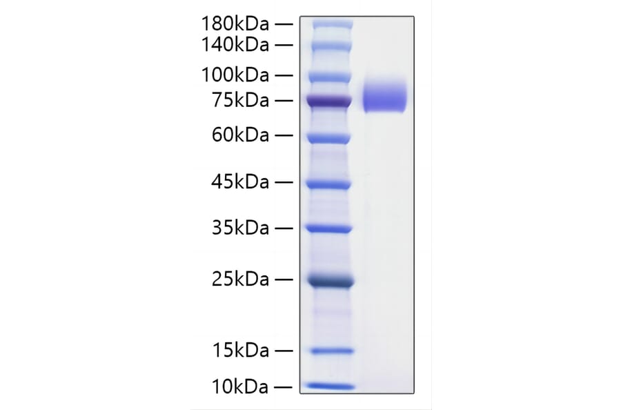 SDS-PAGE - Recombinant Human B7-H2 Protein (N-terminal Human Fc Tag) (A330129) - Antibodies.com