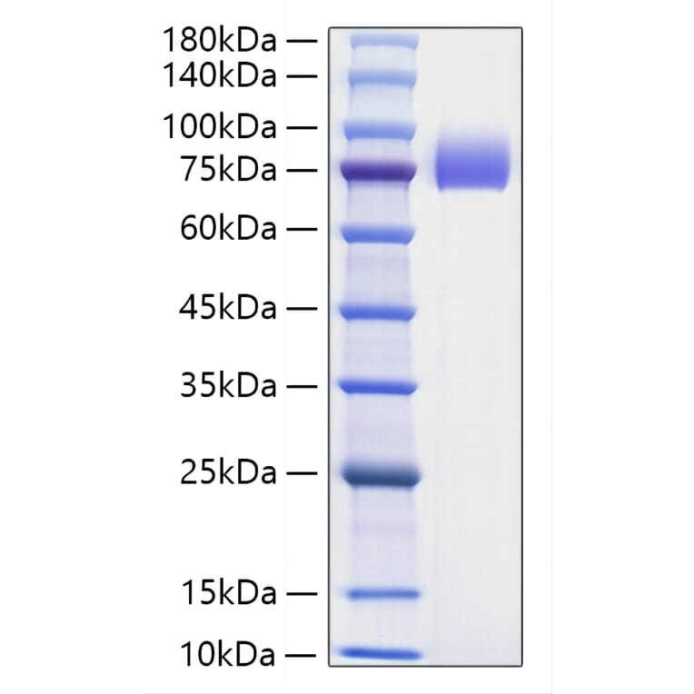SDS-PAGE - Recombinant Human B7-H2 Protein (N-terminal Human Fc Tag) (A330129) - Antibodies.com