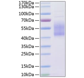 SDS-PAGE - Recombinant Human B7-H2 Protein (C-terminal His Tag) (A330130) - Antibodies.com