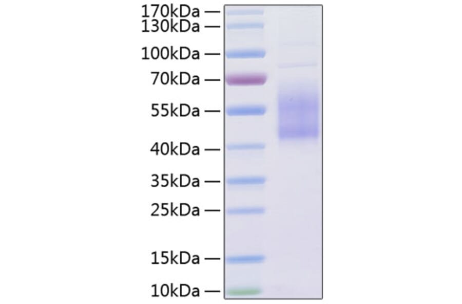 SDS-PAGE - Recombinant Human B7-H2 Protein (C-terminal His Tag) (A330130) - Antibodies.com