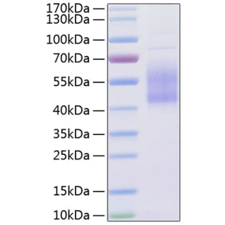 SDS-PAGE - Recombinant Human B7-H2 Protein (C-terminal His Tag) (A330130) - Antibodies.com