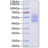 SDS-PAGE - Recombinant Human B7-H2 Protein (C-terminal His Tag) (A330130) - Antibodies.com