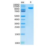 Tris-Bis PAGE - Recombinant Human B7-H3 Protein (C-terminal Human Fc Tag) (A330134) - Antibodies.com